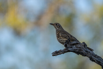 song thrush on the branch	