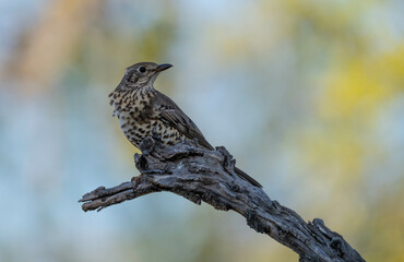 song thrush on the trunk	