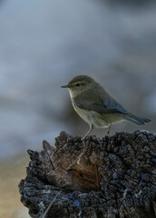 common chiffchaff on the trunk