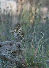 song thrush on the trunk