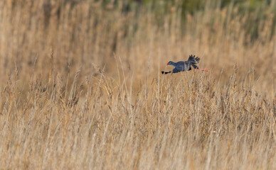 Western Swamphen un flight over the marsh	