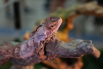A colorful close-up chameleon with a high crest on its head. High quality photo