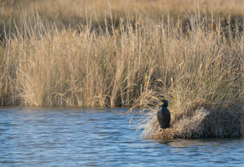 Cormorant resting in the marsh