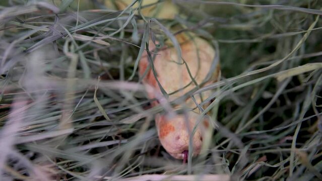 The albino royal yellow python changes skin. The Pythonidae is a family of non-venomous snakes. Python floats in water and sheds old skin. The snake is molting. Discarded snake skin in water. High