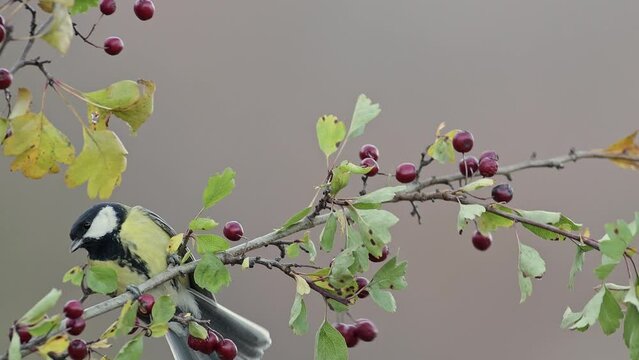 A Great tit lands among the berries of hawthorn (Parus major on Crategus monogyna)