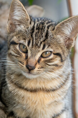 close up portrait of a cat