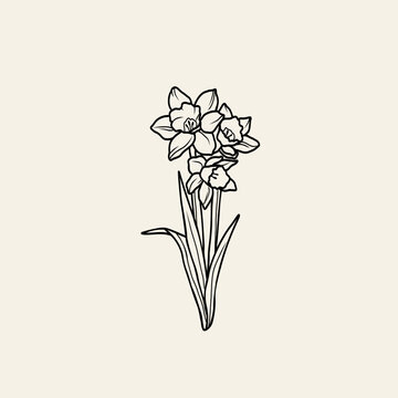 recommend clip art: Line art daffodil flower Illustration