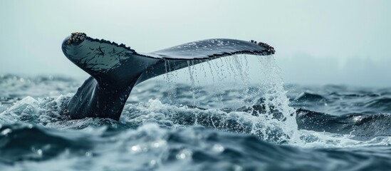 Humpback whale tail fluke goes underwater. - obrazy, fototapety, plakaty