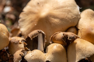 mushrooms in the forest