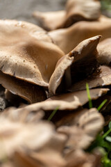 close up of mushroom