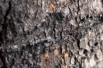 wood texture