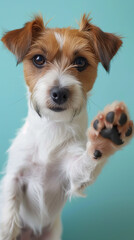 Charming Portrait of Jack Russell Terrier Raising a Paw in Greeting Against a Blueish Background, Ideal for Smartphone Wallpaper or Screensaver