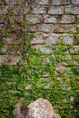 stone wall with green tree climbing fig Ficus Pumila