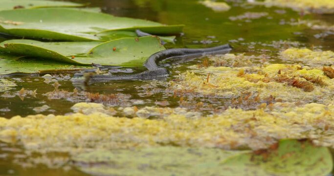 Water snake moving fast in pond full of vegetation