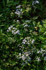 small flower in the garden