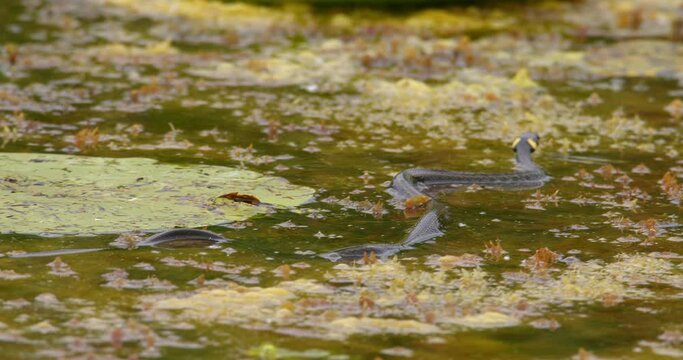 Grass snake viewed from behind swim in a pond between large leaves