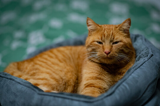 "Rote Katze" Images – Browse 196 Stock Photos, Vectors, and Video