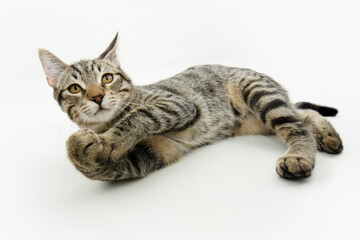 Obraz premium Portrait playful tabby little cat lying down and looking at camera. SIde view. Isolated on white background