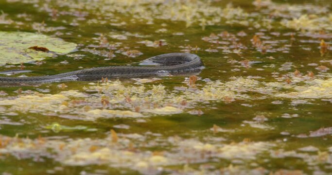 Grass snake swim in pond and look for food as it flicks its tongue