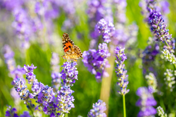 Butterflies on spring lavender flowers under sunlight. Beautiful landscape of nature with a panoramic view. Hi spring. long banner