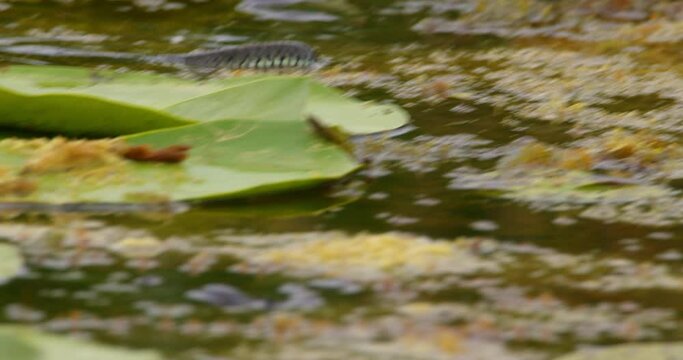 Grass snake swim on a pond and look around searching for food
