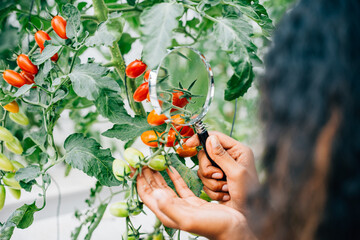 Young woman farmer inspects tomato quality in a greenhouse using a magnifying glass. Her expertise...