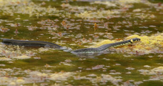 Close up view of a grass snake swimming in pond and crawling across large leaves