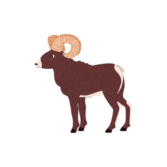 Bighorn sheep or mountain ram, vector illustration isolated on white