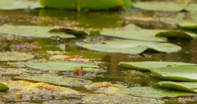 A small grass snake swim between leaves on a pond surface