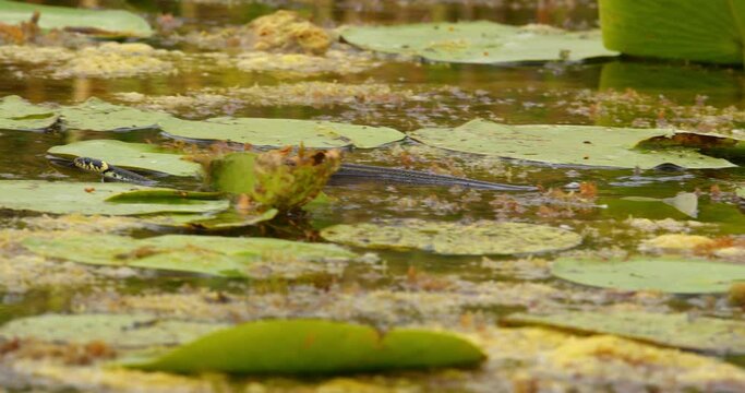 Grass snake swimming fast across a lake covered in aquatic plants