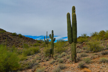 Giant cactus Saguaro cactus (Carnegiea gigantea) against the background of a cloudy sky