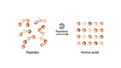 Protein Digestion. Proteases Enzymes, peptidases, digesting  small peptide chains then into single amino acids, to be absorbed into the blood stream. Vector design.