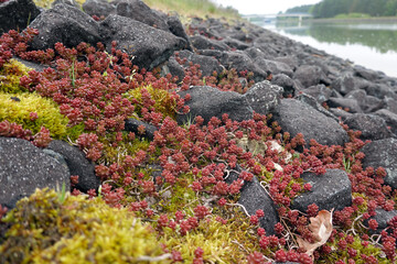 Weisse Fetthenne (Sedum album), auch Weisser Mauerpfeffer