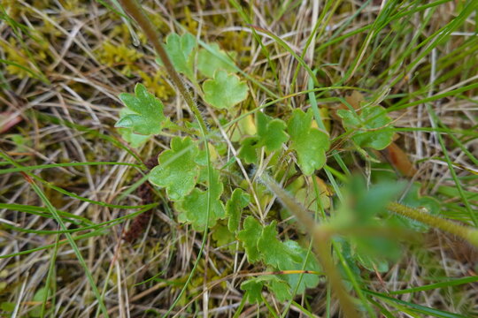 Knöllchen-Steinbrech (Saxifraga granulata)