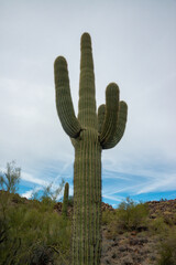 Giant cactus Saguaro cactus (Carnegiea gigantea) against the background of a cloudy sky, Arizona