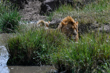 Naklejka na ściany i meble Male lions in the Masai Mara savannah