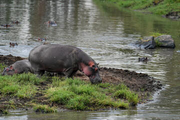 Fototapeta premium River horse feeding in the Masai Mara