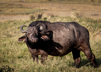  Buffalo herd in the savannah of Africa