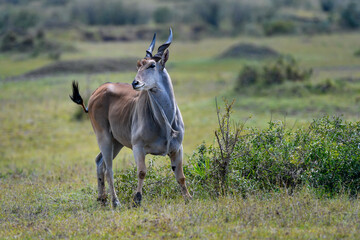 herd of elanantelope in the savanna of Africa