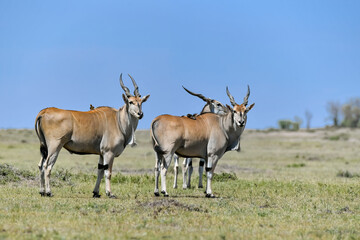 herd of elanantelope in the savanna of Africa
