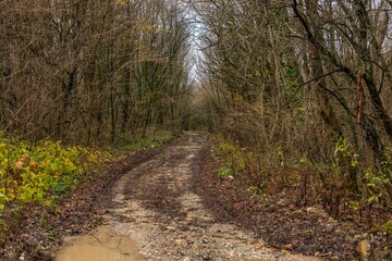 Fototapeta premium country dirt road with puddles after rain through a forest in the mountains in the Western Caucasus (South Russia) on a cloudy November day