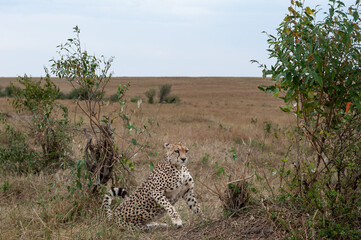 cheetah  in the vast wilderness of Africa © Herbert