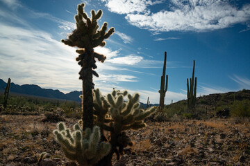 Carnegiea gigantea and Teddy bear cholla (Cylindropuntia bigelovii). Cholla Cactus Garden at Joshua...