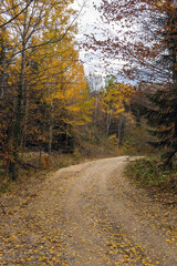 Fototapeta premium Road in the autumn forest. Beautiful mountain road, trees with orange foliage and sunlight.