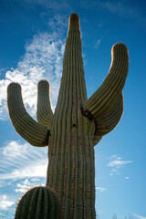 Saguaro Cactus (Carnegiea gigantea) in desert, giant cactus against a blue sky in winter in the desert of Arizona