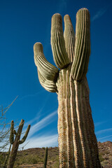 Saguaro Cactus (Carnegiea gigantea) in desert, giant cactus against a blue sky in winter in the...