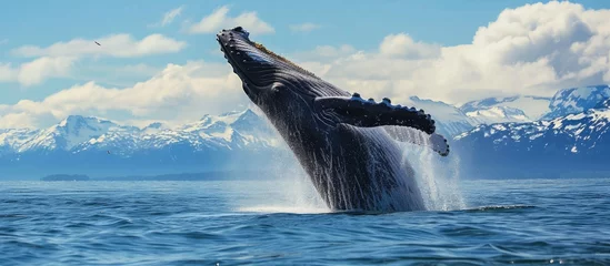 Foto op Plexiglas Alaskan humpback whale leaps © AkuAku