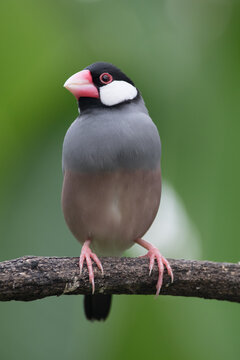 The Java sparrow (Padda oryzivora), also known as Java finch, Java rice sparrow or Java rice bird