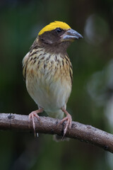The streaked weaver (Ploceus manyar) is a species of weaver bird found in South Asia and South-east Asia
