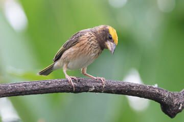 The streaked weaver (Ploceus manyar) is a species of weaver bird found in South Asia and South-east Asia